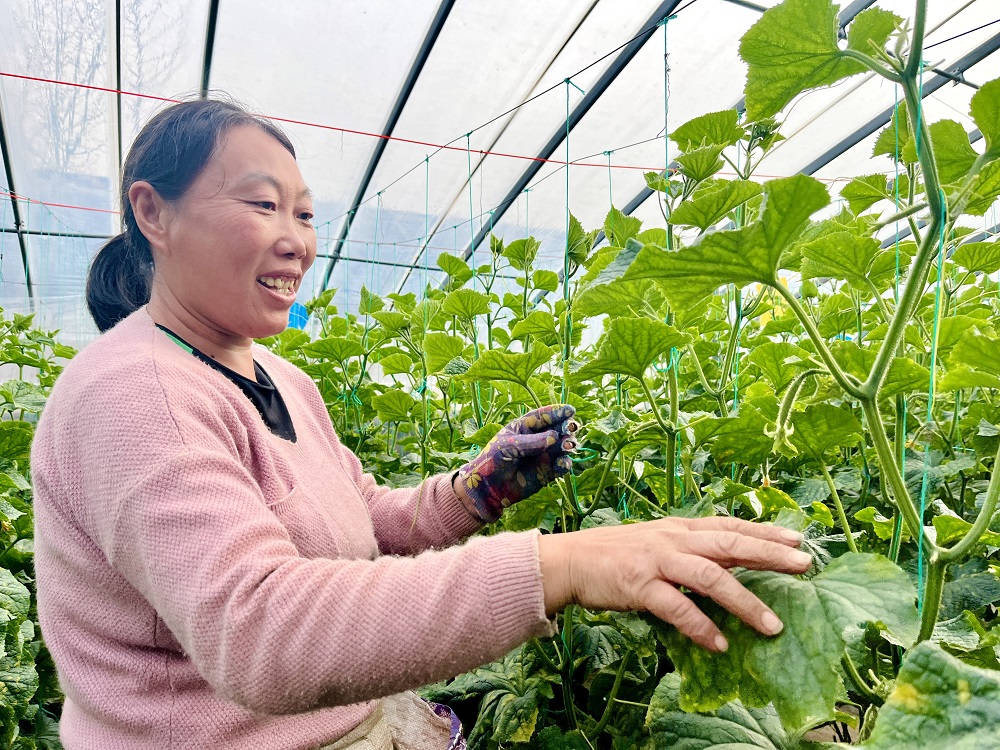 蒙阴县大棚蔬菜种植基地,蒙阴县高效蔬菜大棚