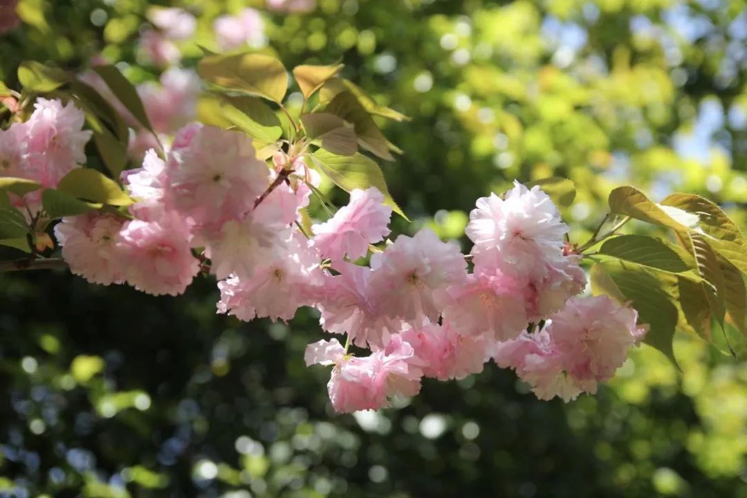 春季赏樱指南,赏樱技巧