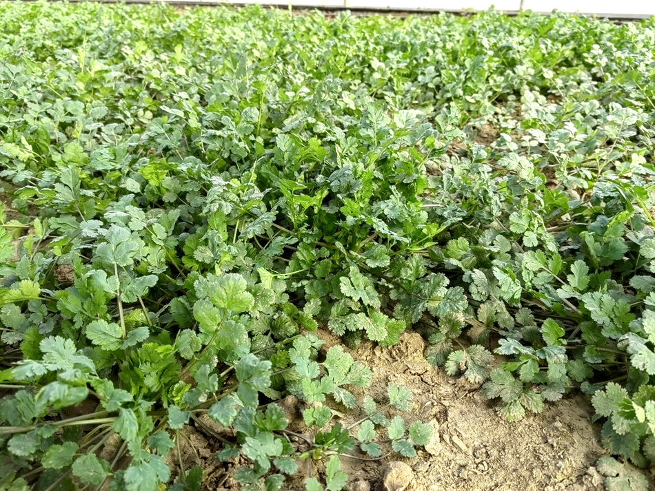 清水村经济产业发展,清水县的乡村振兴成就