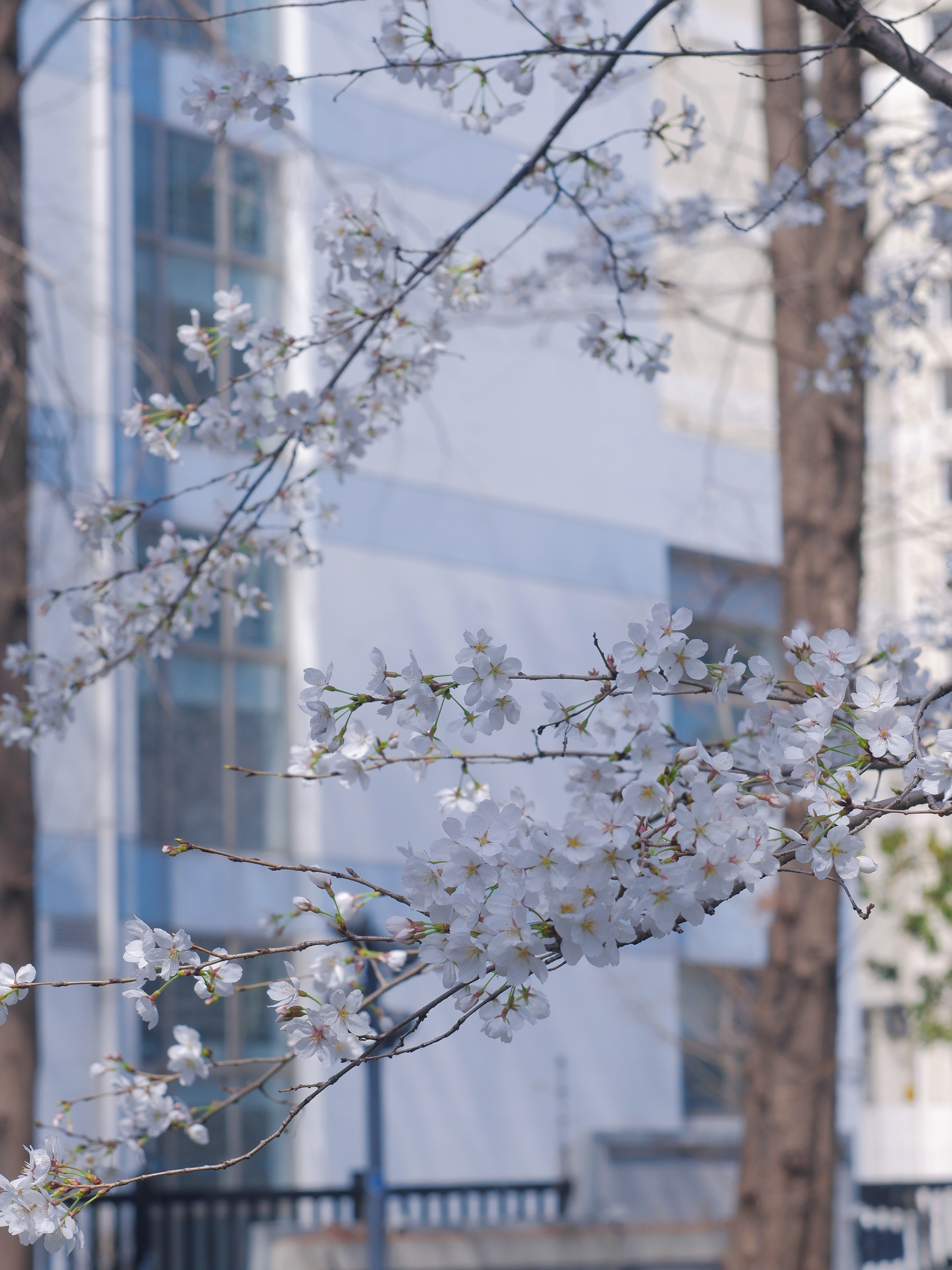 3月赏花全攻略,上班路上赏花走花路