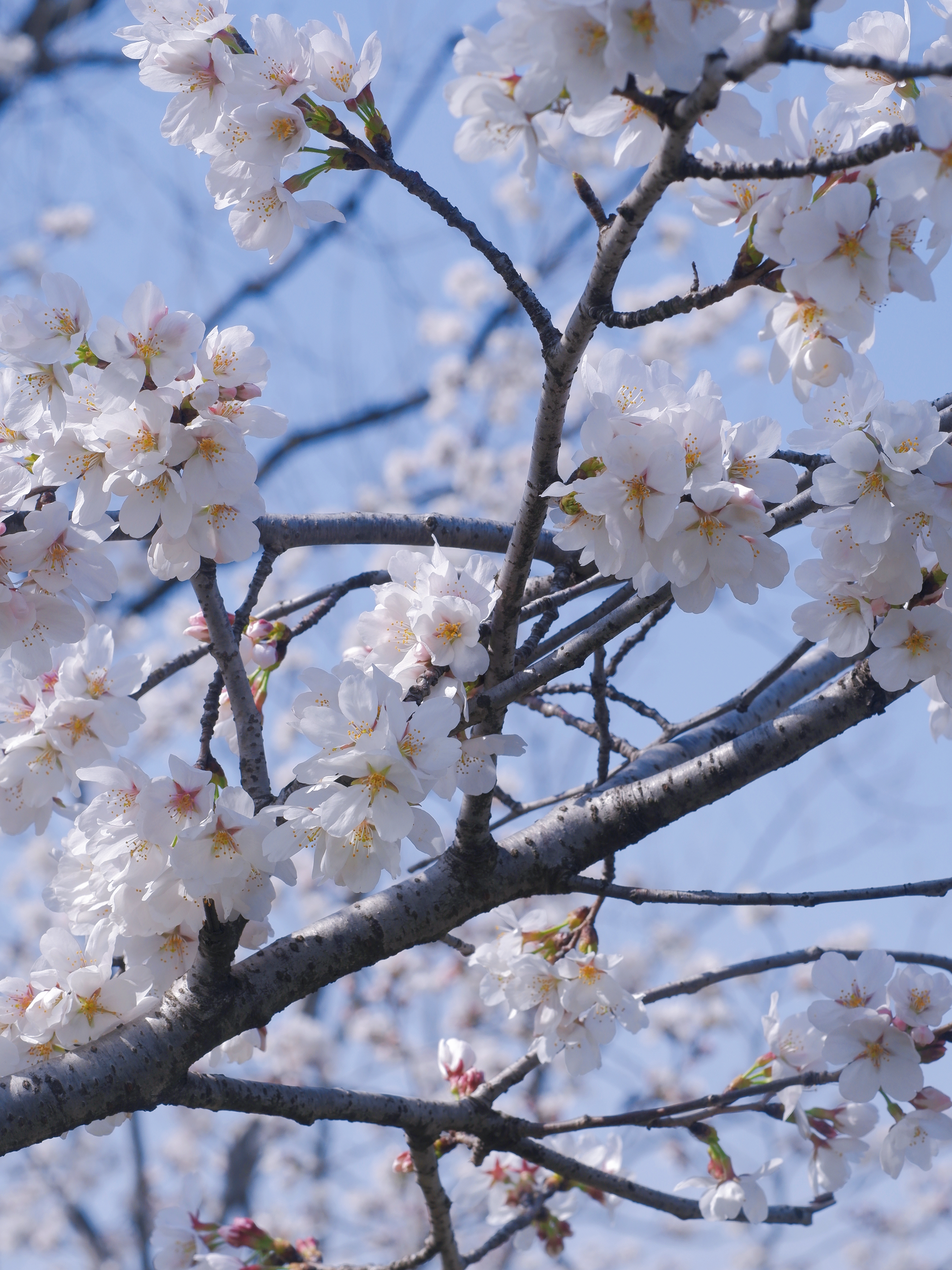 3月赏花全攻略,上班路上赏花走花路