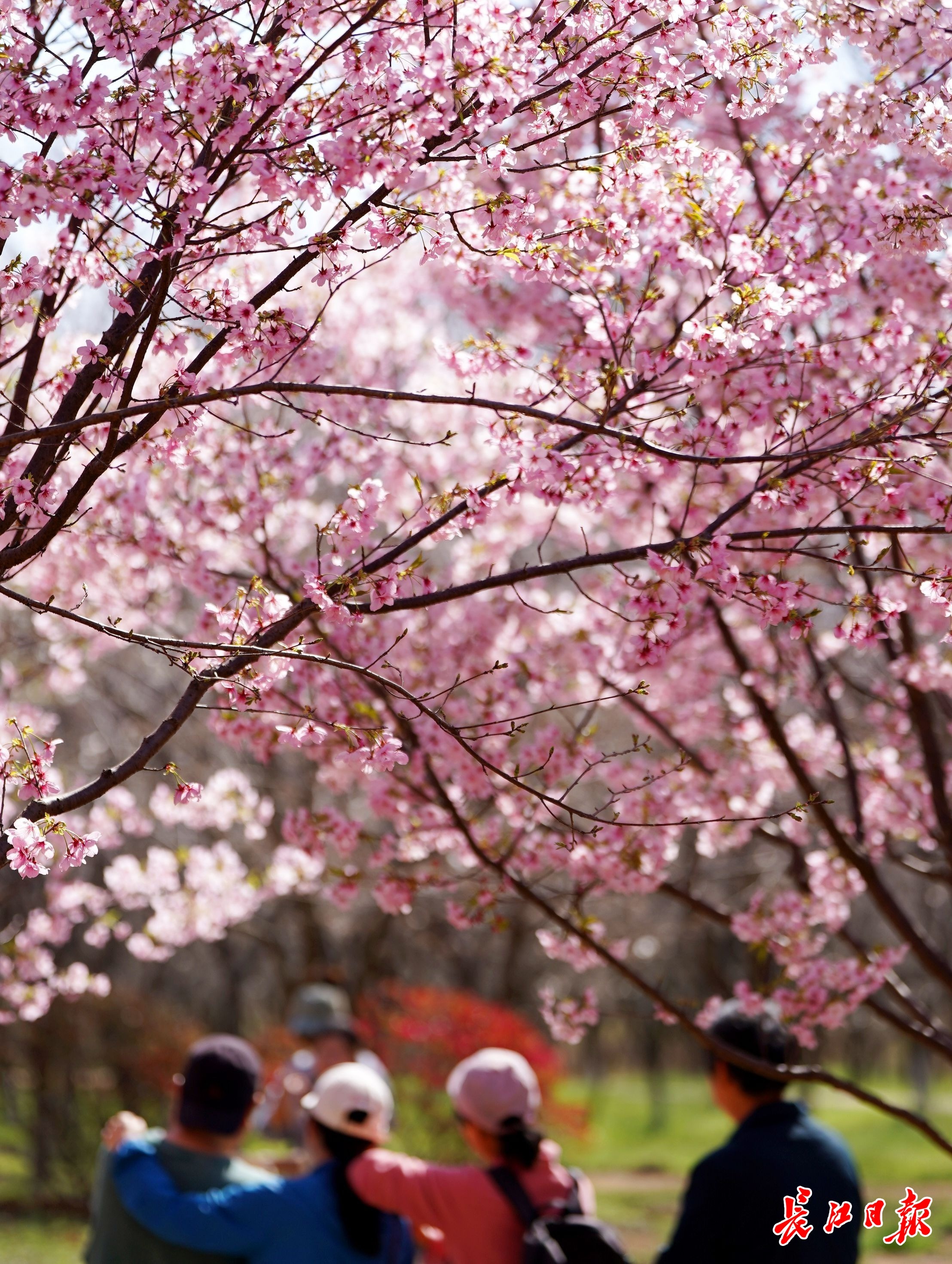 少女心粉色系美图,春季美图高清粉色系