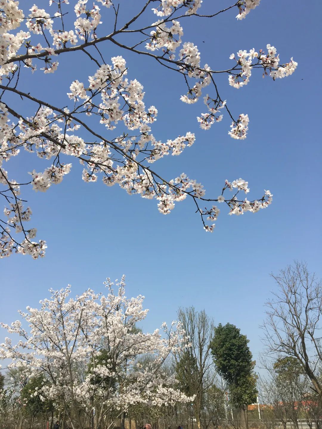 荆州赏樱,中国十大赏樱胜地最值得去的