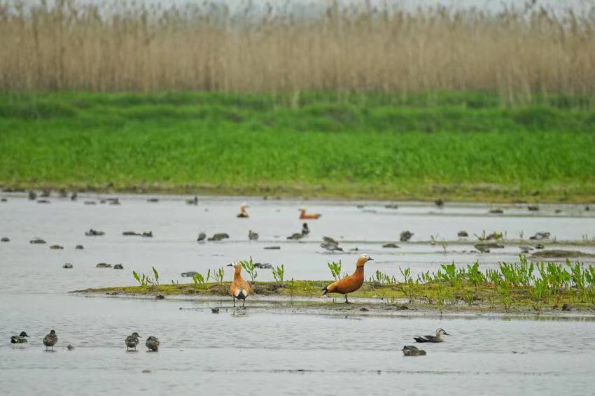 飞向北极丨与青头潜鸭惊喜邂逅，重回小天鹅“晨晨”放飞地点