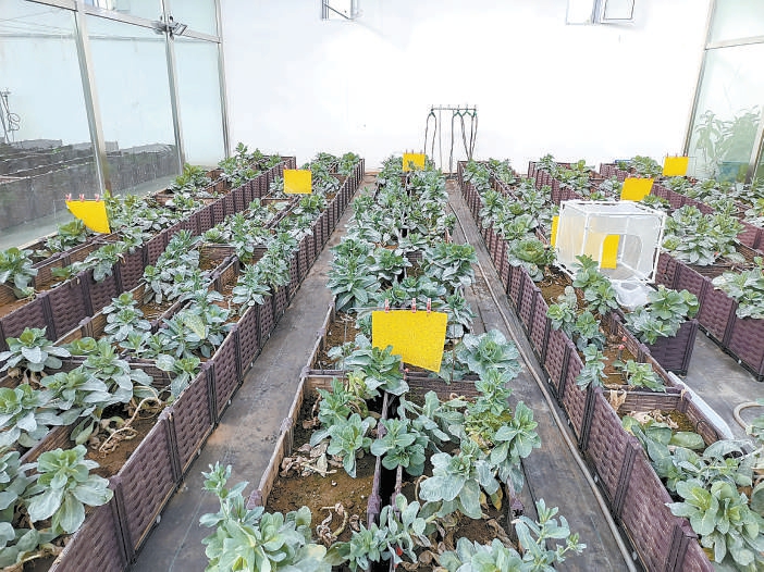 探访密云区植物保护站一家神秘工厂，“特工队”打响植物保卫战