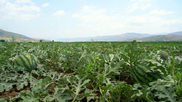 有一种叫云南的生活|保山昌宁:“四季产业”促增收,瓜甜果大菜蔬香