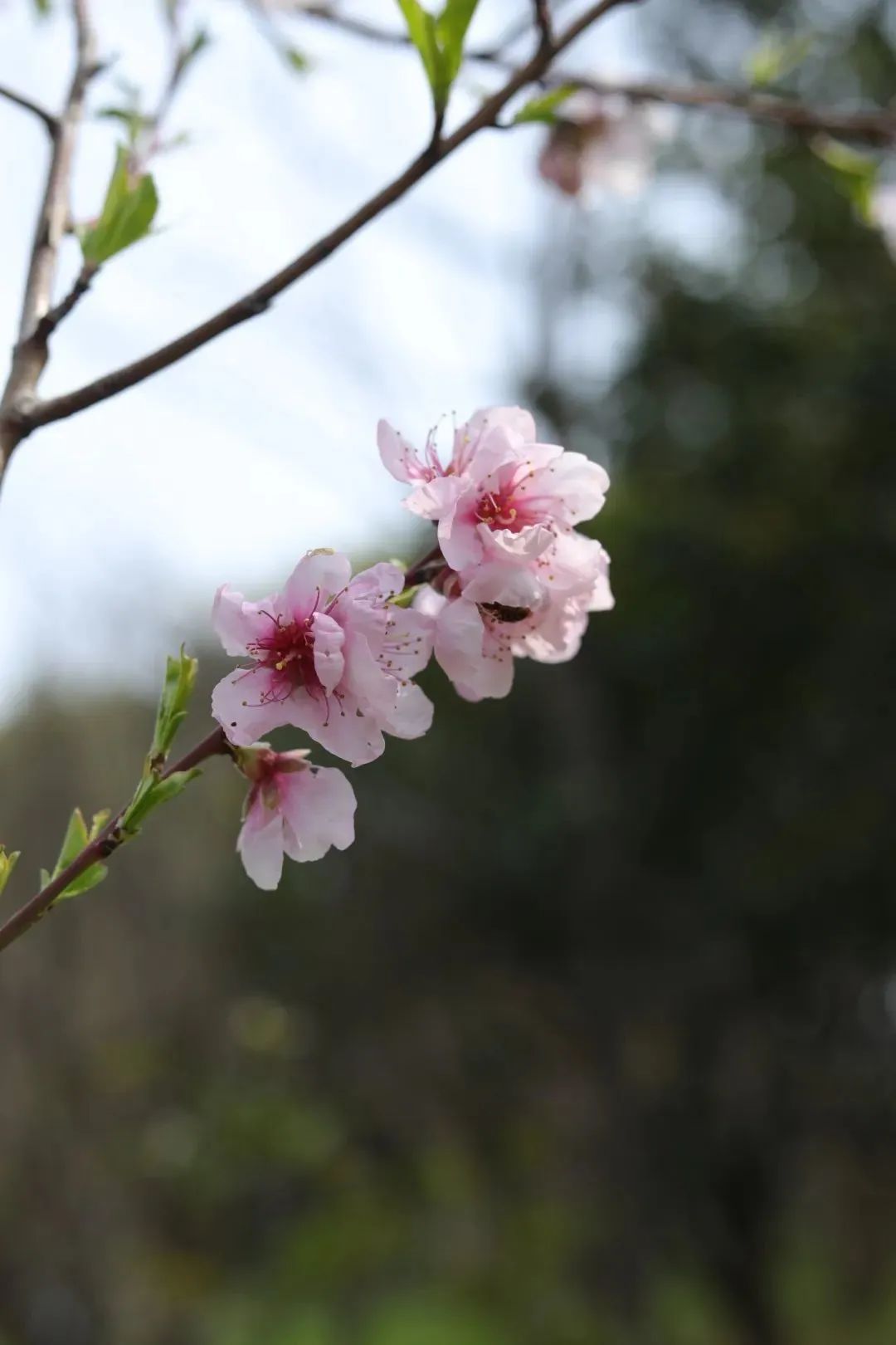 春日赏花先识花，识花先看这一篇~