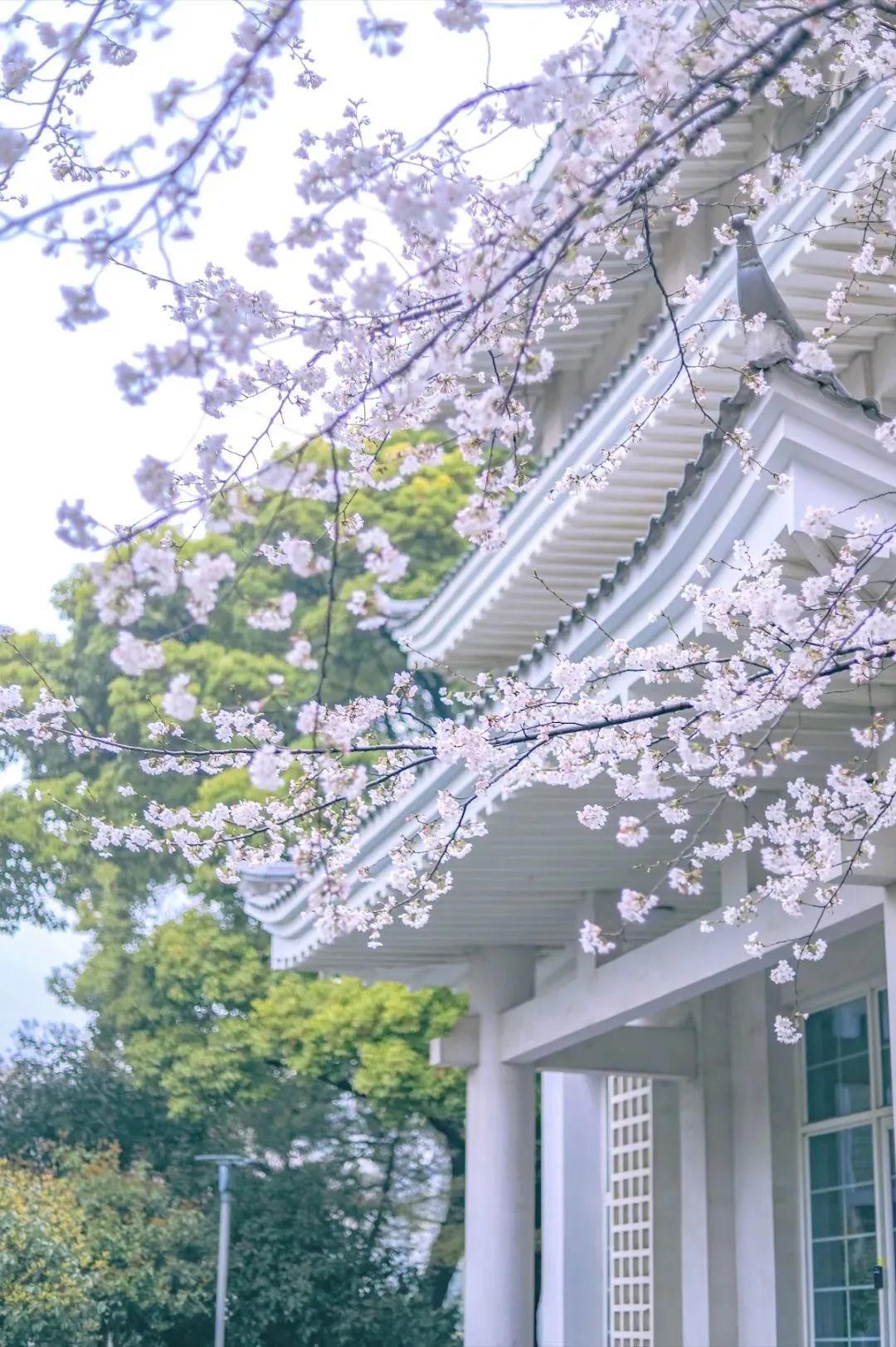 春日赏花先识花，识花先看这一篇~