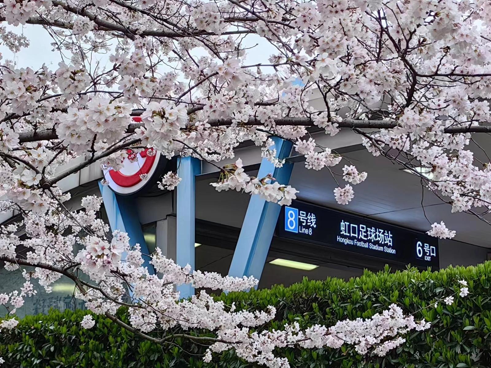 周末相约赏樱花,相约周末赏樱花