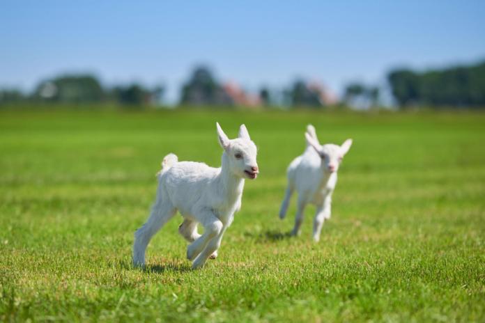 佳贝艾特羊奶全球销量第一吗,澳优佳贝艾特