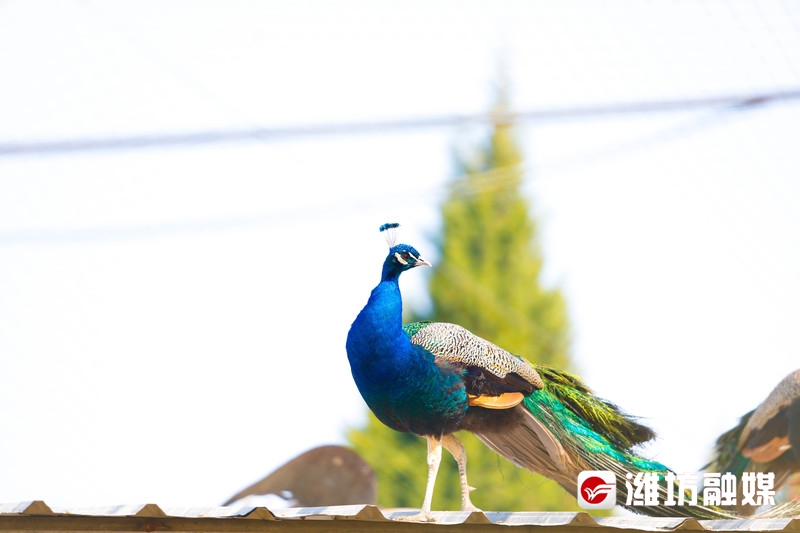 潍坊金宝乐园导游图高清,潍坊金宝乐园实体拍摄