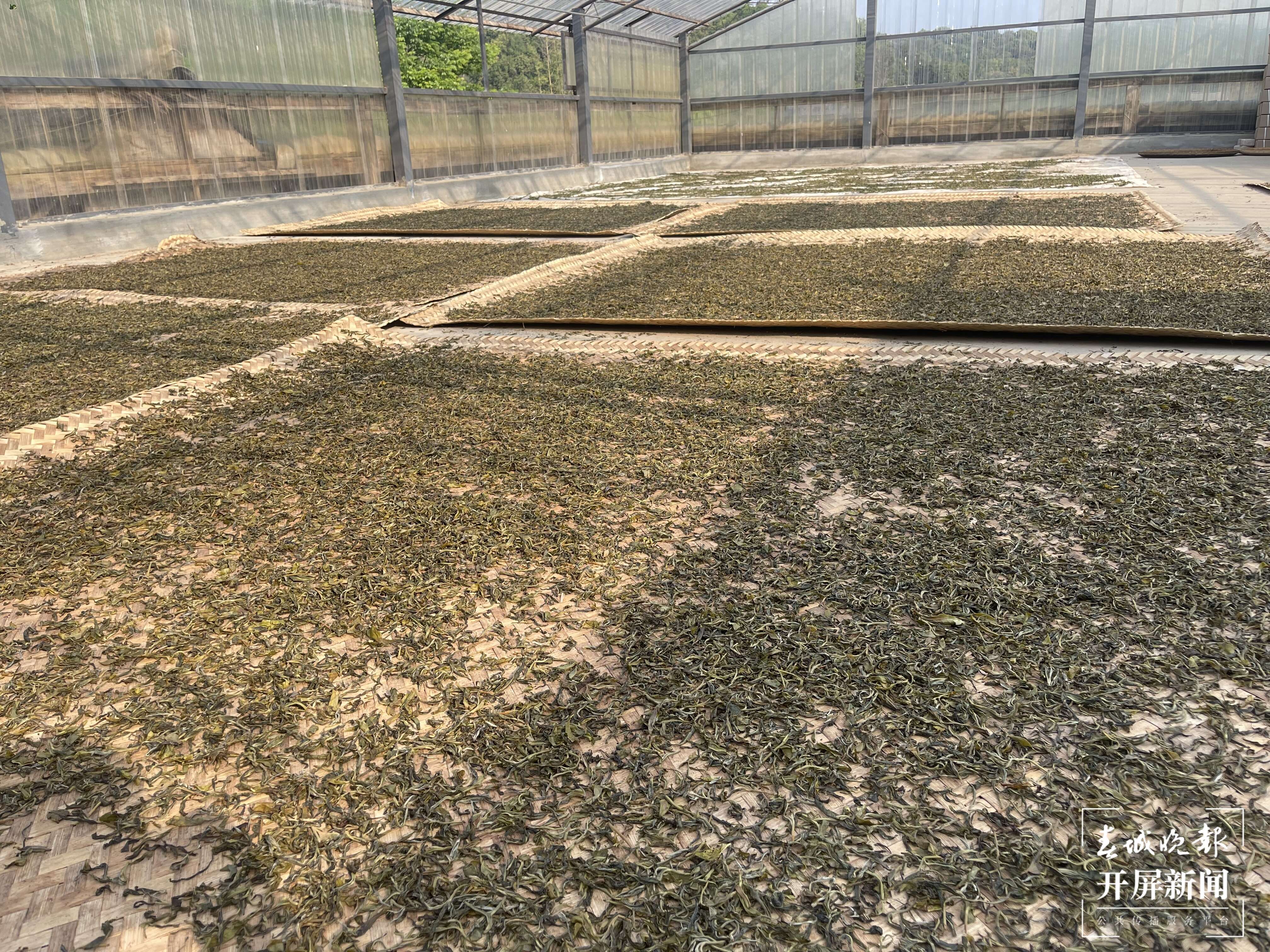 春茶集中开采尝鲜最好再等等,春茶即将开采欢迎来实地考察