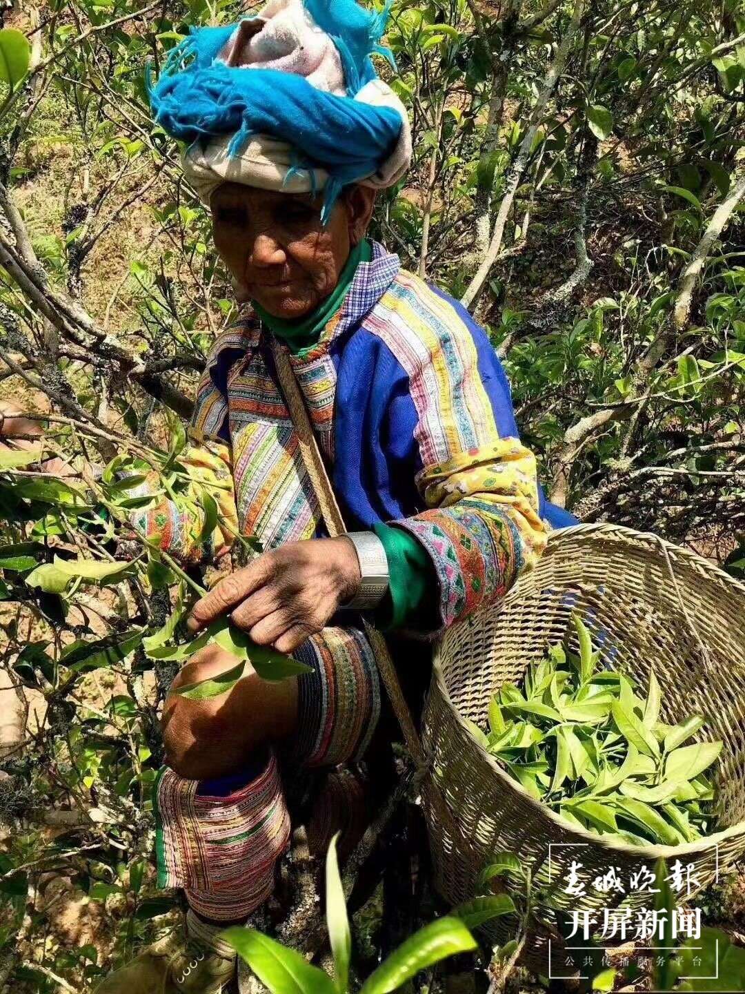 春茶集中开采尝鲜最好再等等,春茶即将开采欢迎来实地考察
