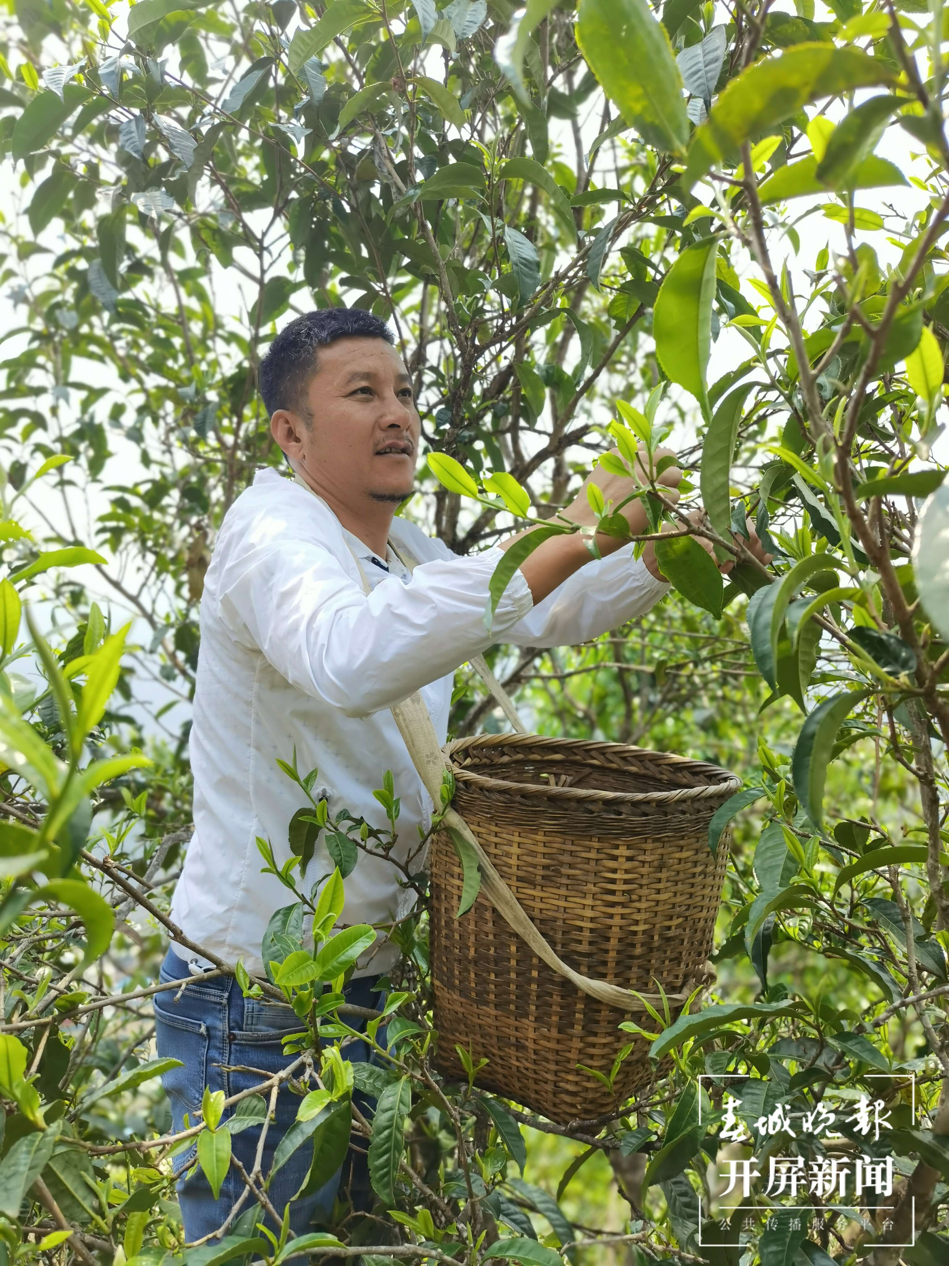 春茶集中开采尝鲜最好再等等,春茶即将开采欢迎来实地考察