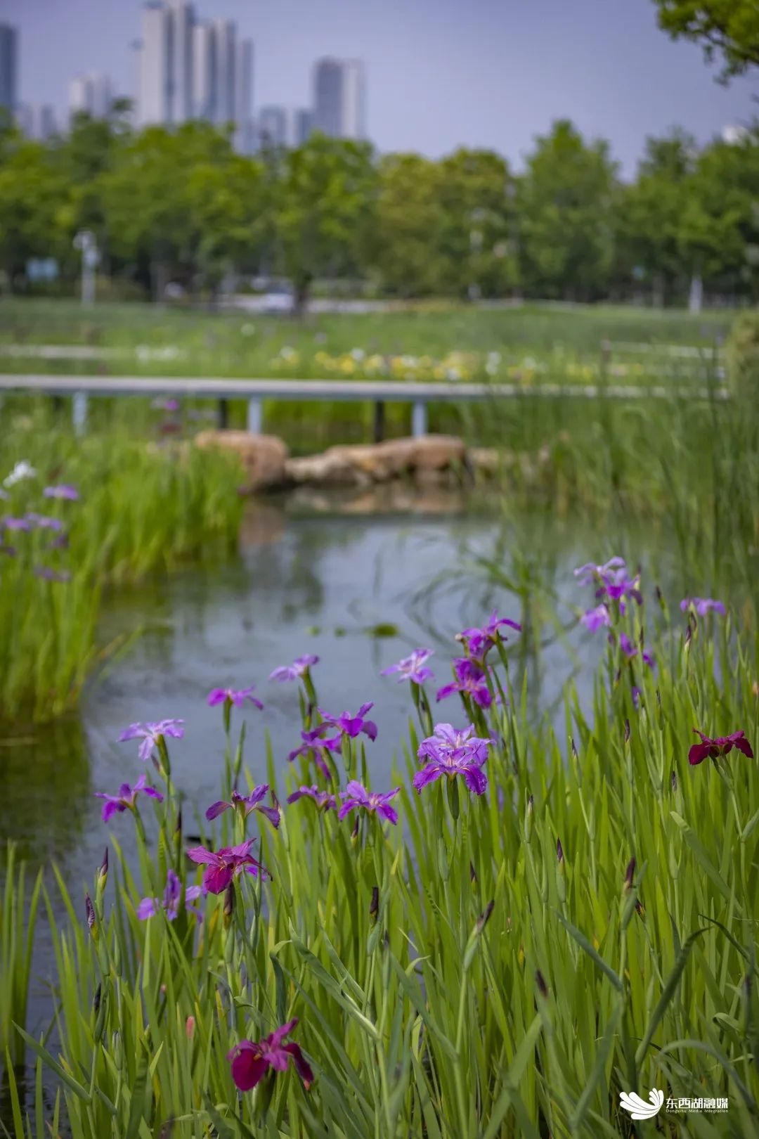 武汉东西湖碧海花园,武汉最大的城中湖东湖