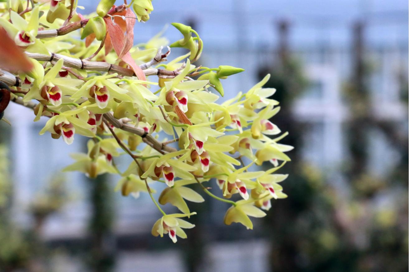 来金堂赏花,成都金堂风景