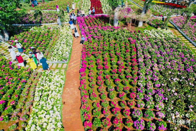 云南海埂公园万亩绣球花公园,昆明海埂公园绣球花美景