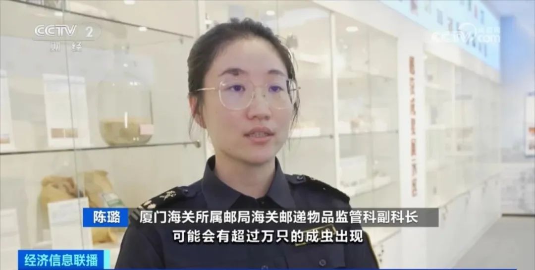 海关截获多只活体甲虫,160只活体昆虫被海关查获助眠