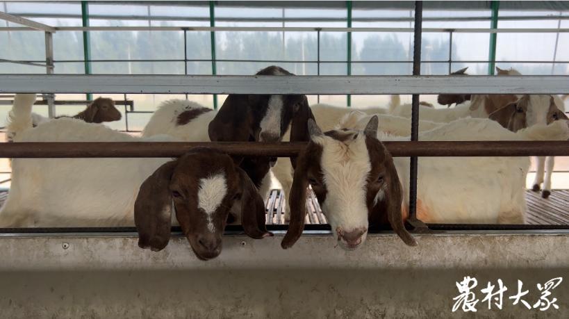 高档羊肉养殖技术,羊肉便宜是怎么养殖