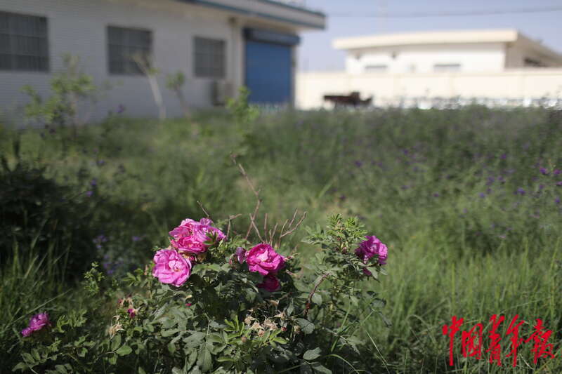 *疆新**和田：荒漠里的光伏绿洲