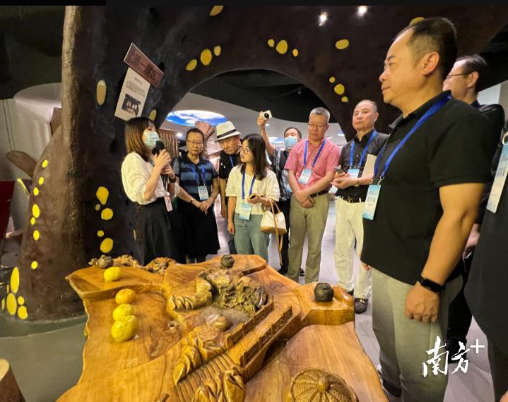 华媒看湾区|在小鸟天堂感受“绿”美广东