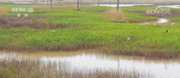 万亩水稻高产,千亩水稻育苗忙育出丰收好苗头