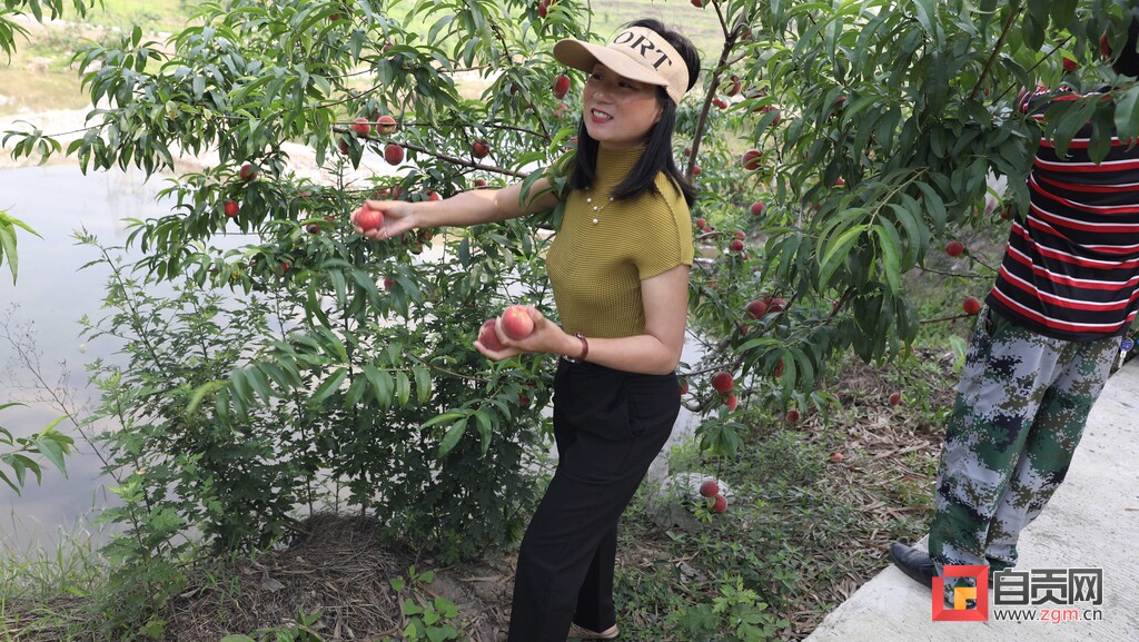 沿滩摘黄桃,山区小果园红桃现摘现发