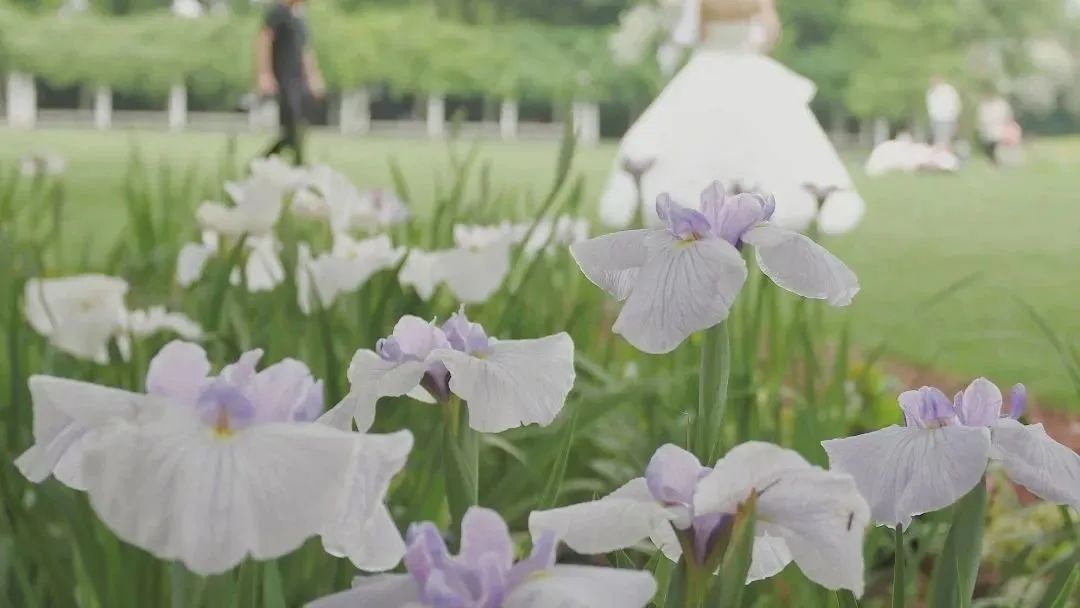 不同品种的鸢尾花怎么区分,鸢尾花品种及图片大全欣赏