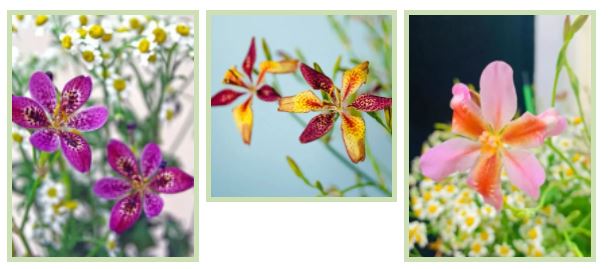 不同品种的鸢尾花怎么区分,鸢尾花品种及图片大全欣赏