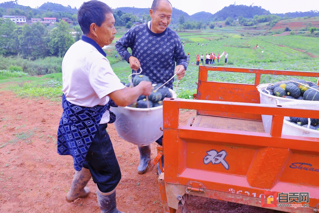 贝贝南瓜扶贫户,贝贝南瓜惠民农场
