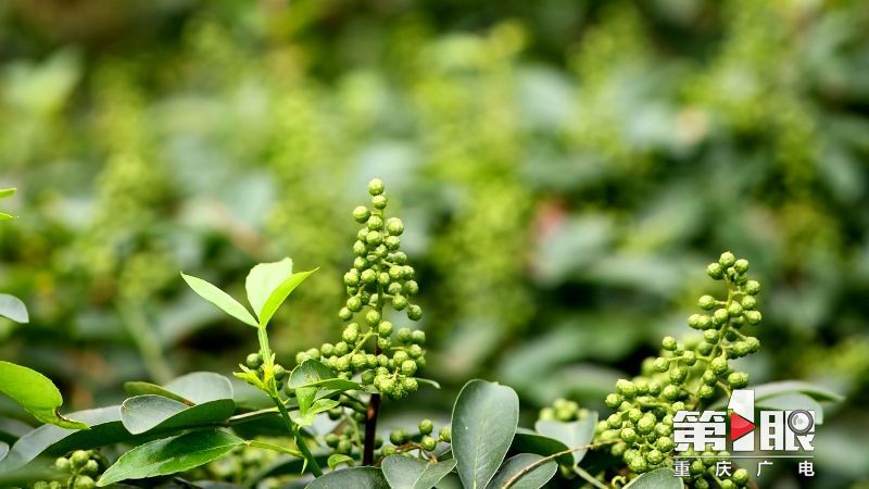 第1眼重庆广电消息,重庆广电官网