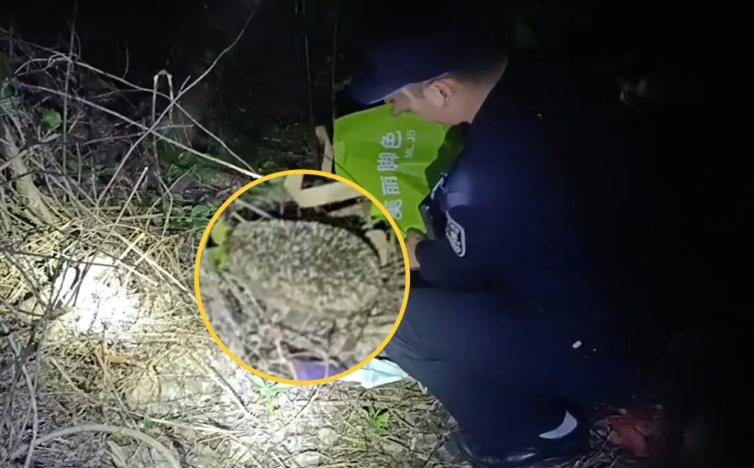 一周内救助多只国家级保护动物,宝兴警方救助一只可爱的野生动物