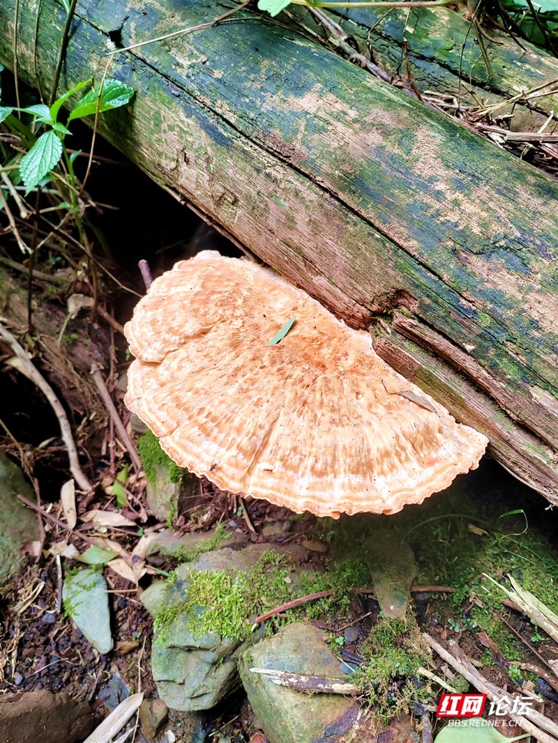 有山有水有瀑布，炎炎夏日好去处，攸县有个八福垅