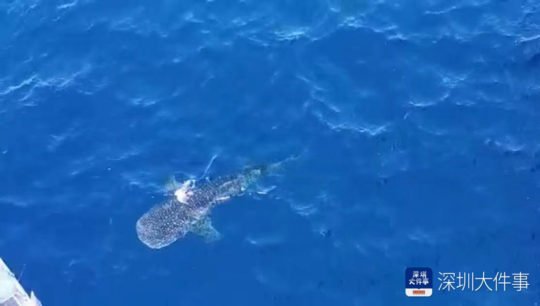 世界海洋日海豚,世界海洋日海豚守护