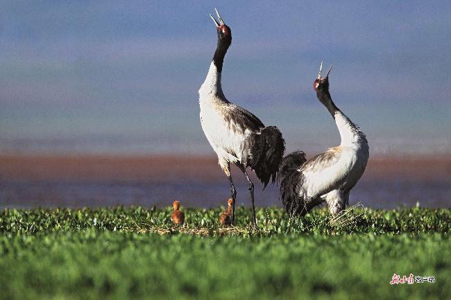 甘南绿水青山,甘肃甘南绿水青山