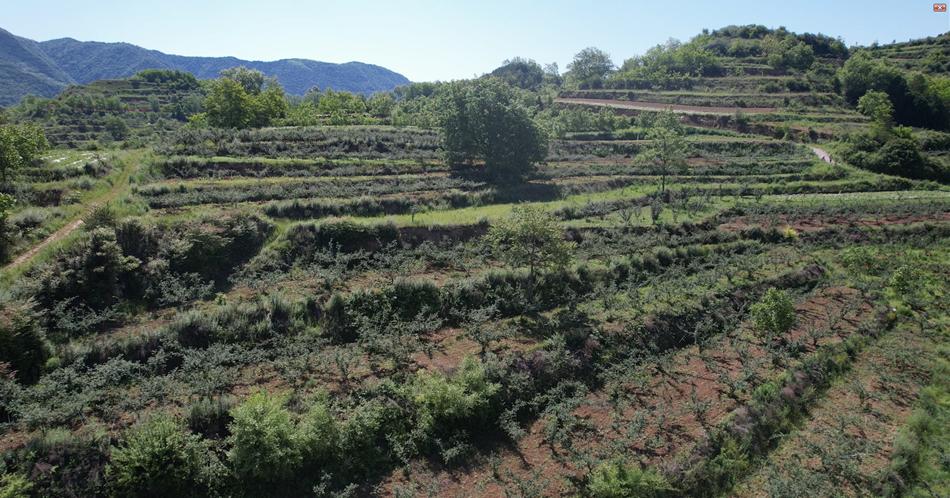 促进乡村特色产业高质量发展,清水县发展产业