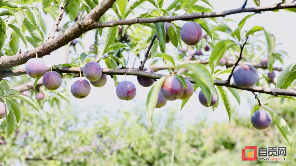富全镇蒲余村,沿滩富全镇