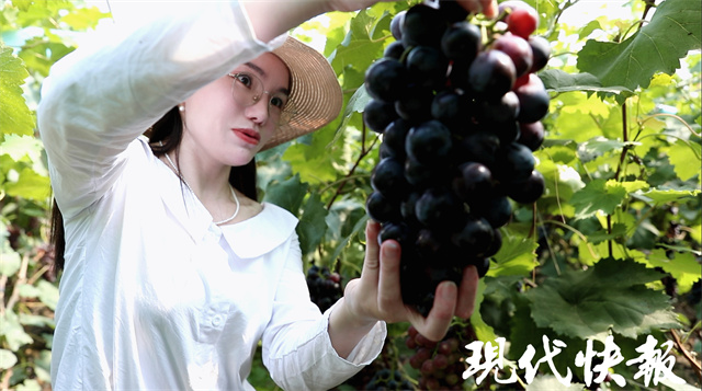 乡村直播间丨“葡萄西施”的升级之路:从瞎聊到每场成交几百单