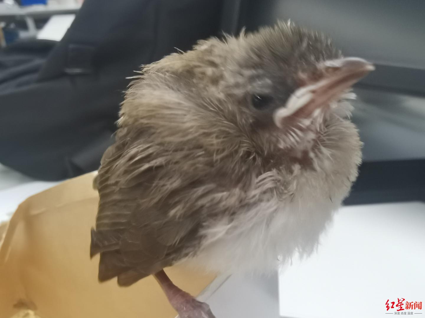 路边捡到幼鸟,捡到了幼鸟该怎么处理