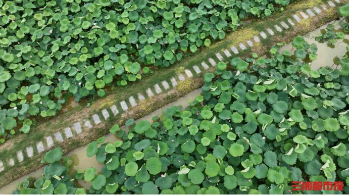 长沙赏荷,今夏绝佳赏荷之地