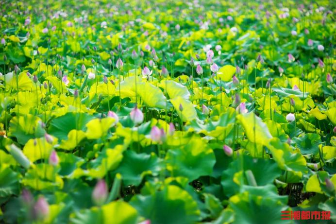 长沙赏荷,今夏绝佳赏荷之地