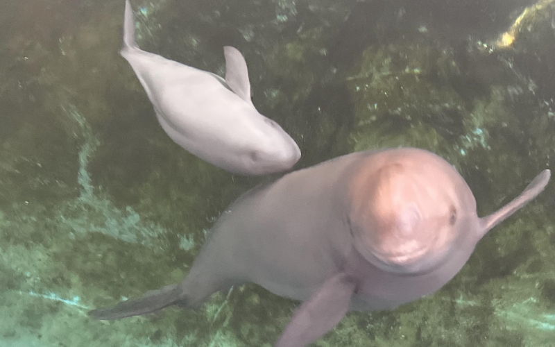 雌性长江江豚,江豚人工繁育全国