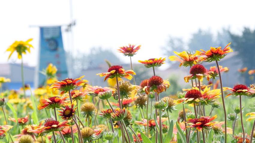 南漳：盛开在六月的天人菊很夏天