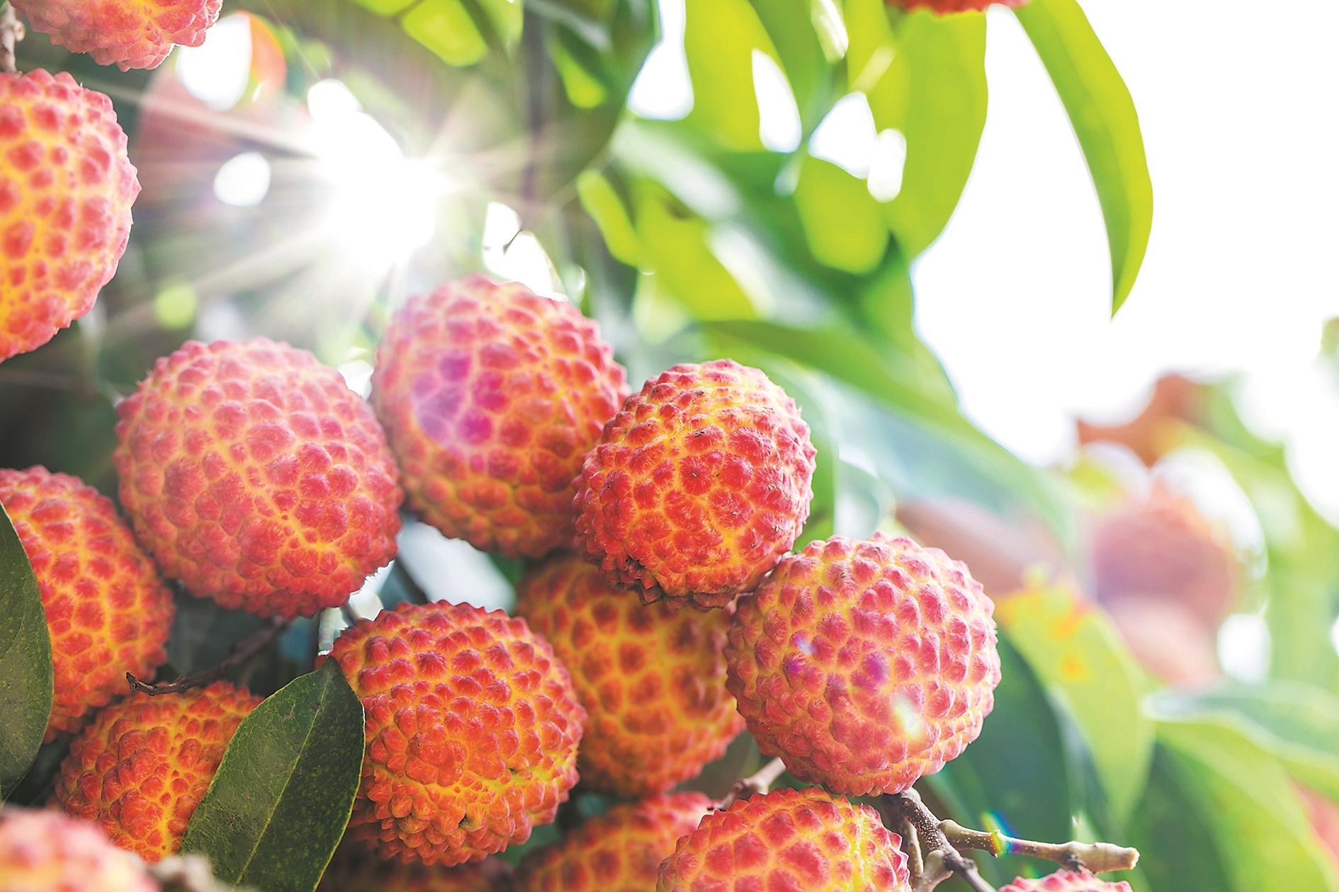 荔枝树边架起直播间“电商助农”迎丰收