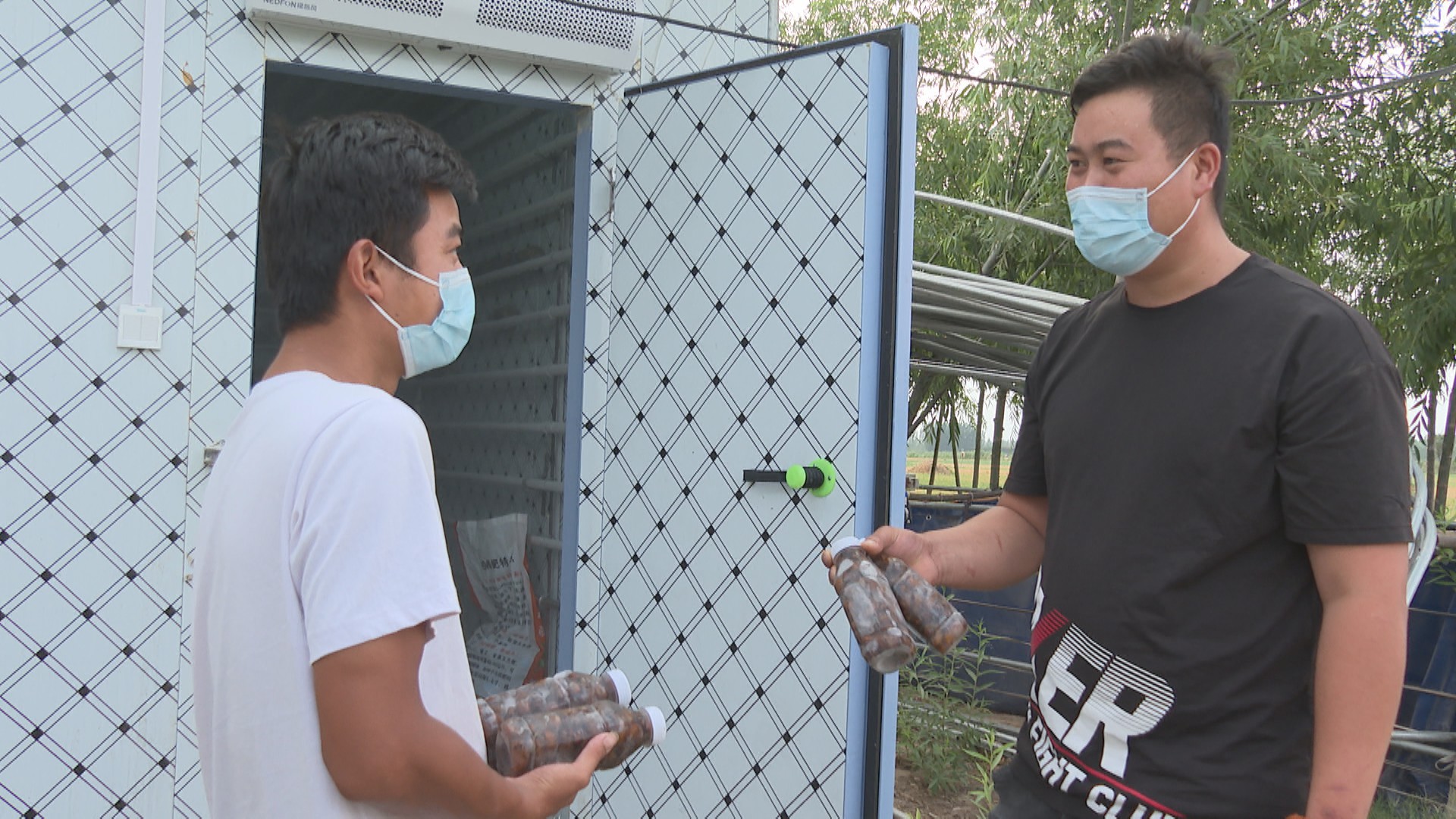 养殖金蝉一亩地投资多少钱合适,扶沟亚伟金蝉养殖基地