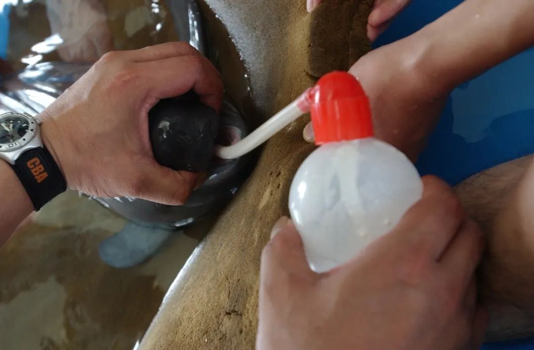 江豚过生日,江豚过生日的视频