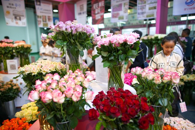 有一种叫云南的生活｜“郑和故里·云花灿烂”！2023晋宁玫瑰节启幕