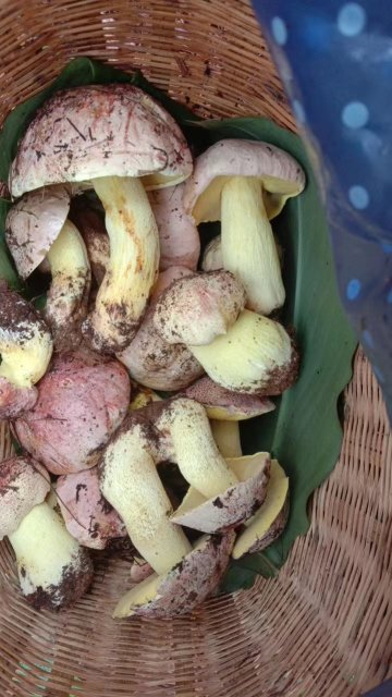 开屏策划｜上哪找菌、怎么识菌？云南捡菌“老司机”这样说→