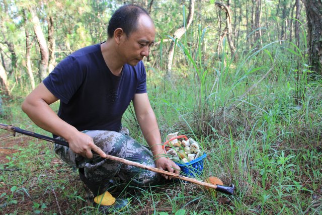 开屏策划｜上哪找菌、怎么识菌？云南捡菌“老司机”这样说→