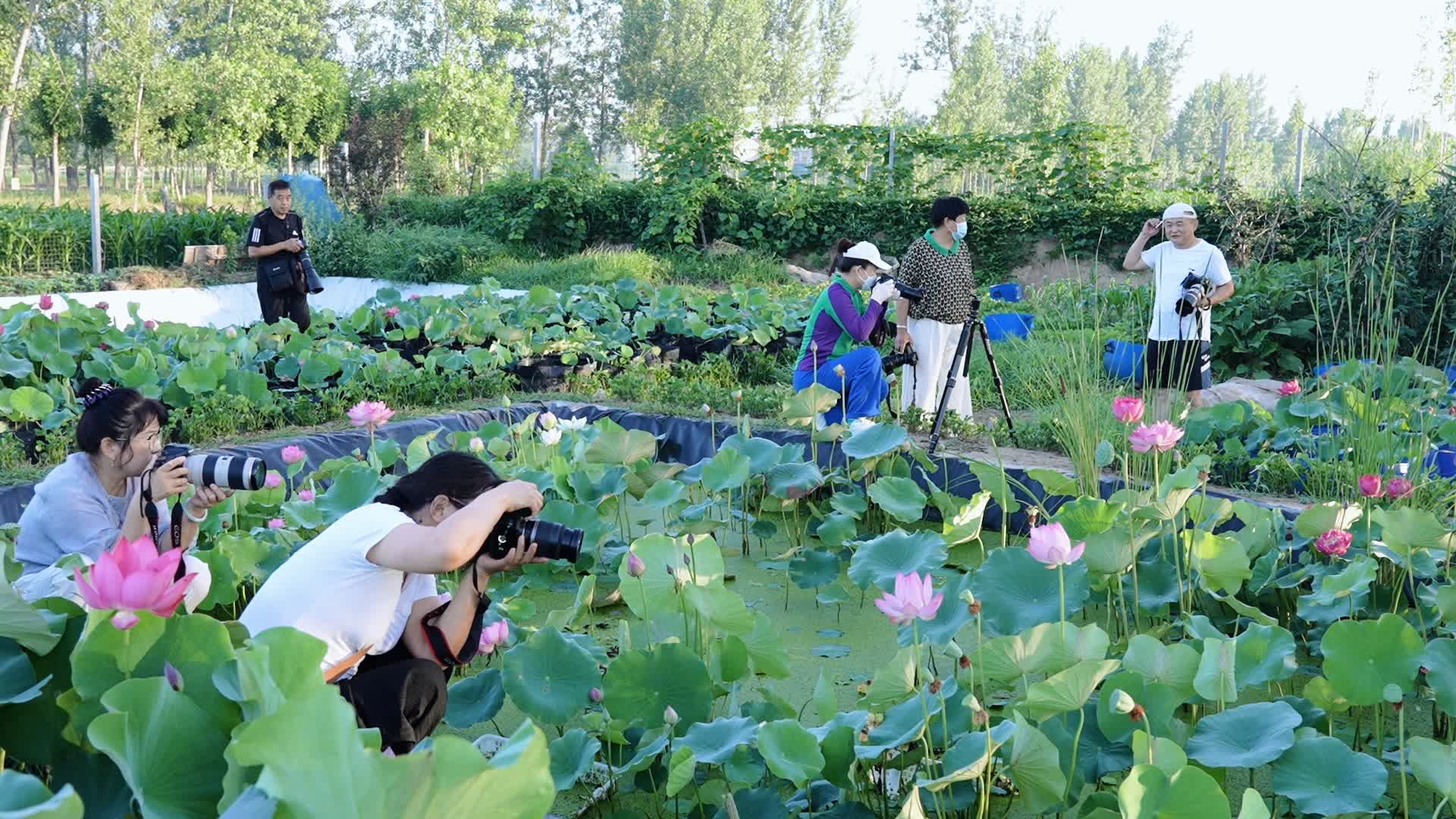 【‘荷’美与共】“荷”你相遇“莲”动盛夏